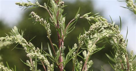 Pollen fra bynke